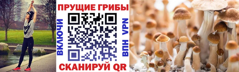 блэк спрут зеркало  площадка состав  Урюпинск  Псилоцибиновые грибы MAGIC MUSHROOMS  что такое  